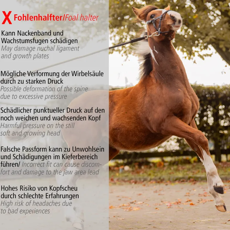 Foalmaster-Fohlengeschirr mit Haltegriff