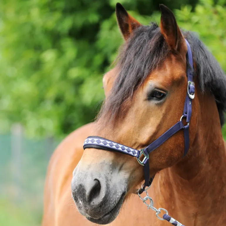 Halfter "Kaltblut Classic"