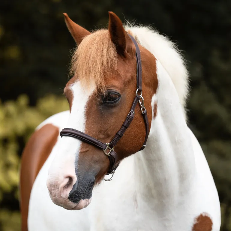 Wanderreittrense "Artemis"